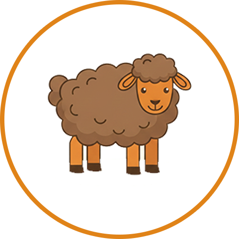 Sheep بھیڑ