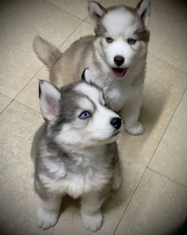 Husky puppy available for Sale