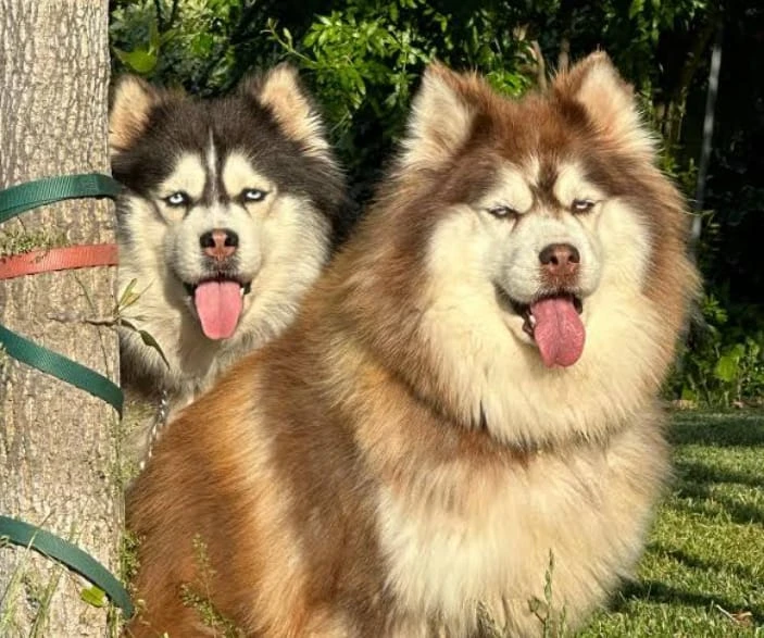 Siberian Husky pair for Sale