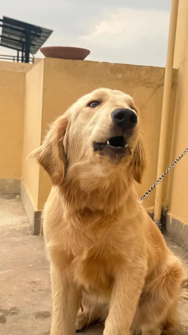 Golden Retriever For Sale