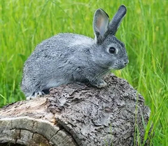 Continental Giant Rabbit For Sale