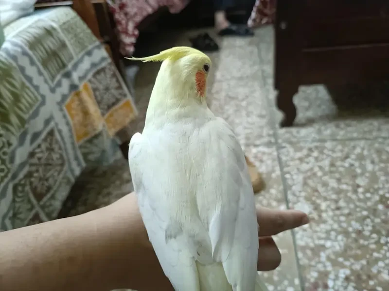 Cockatiel Parrots for sale in Lahore