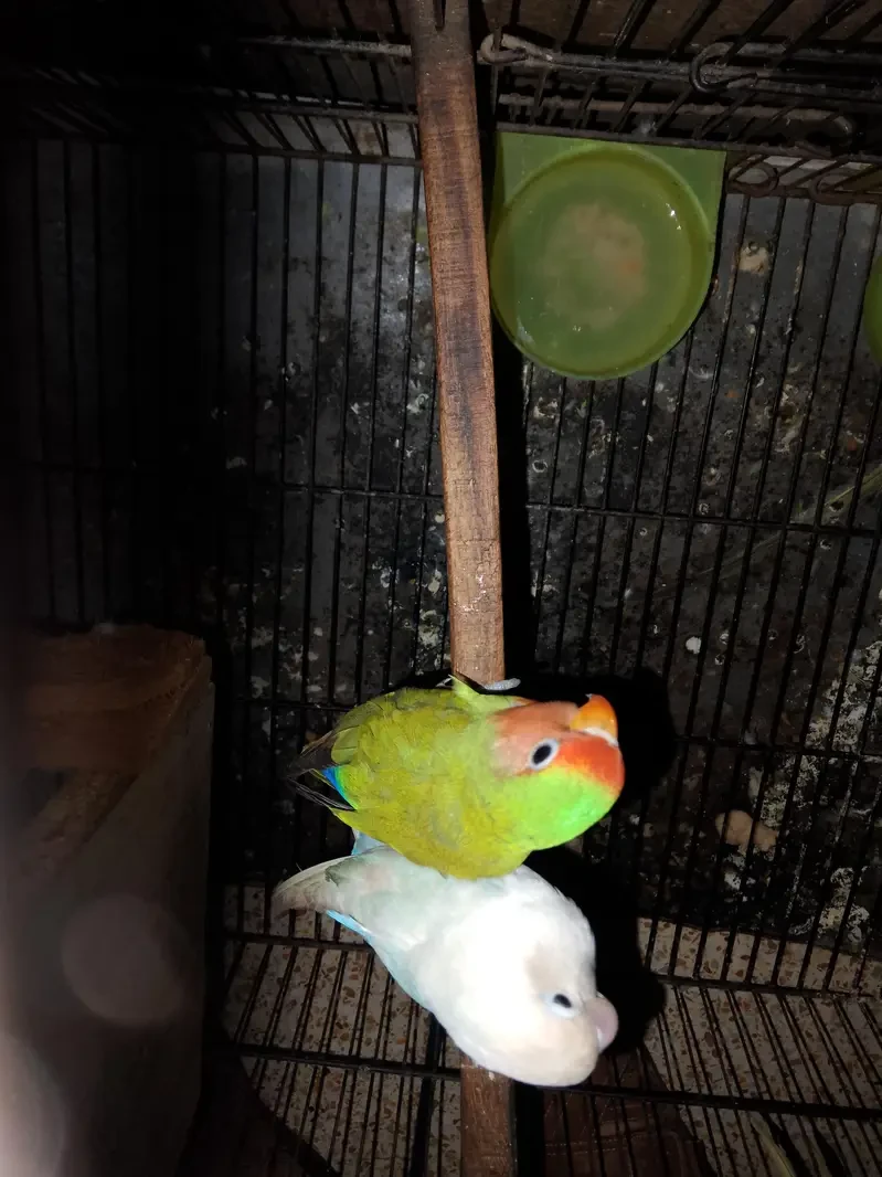 Love Birds For Sale