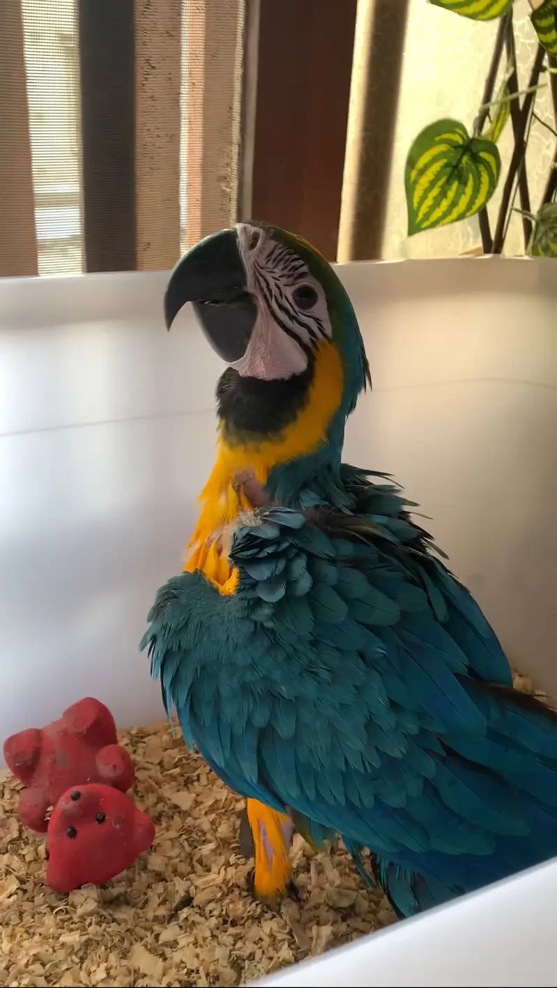 Macaw Parrots for sale in Lahore
