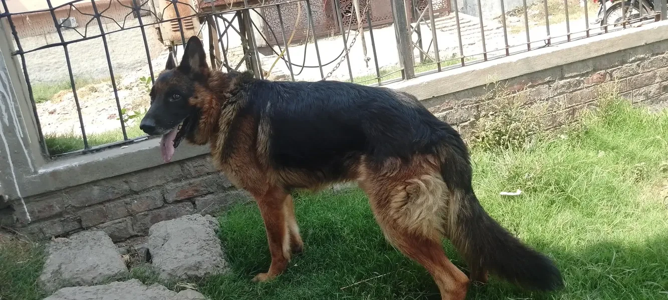 German Shepherds Dogs for sale in Lahore