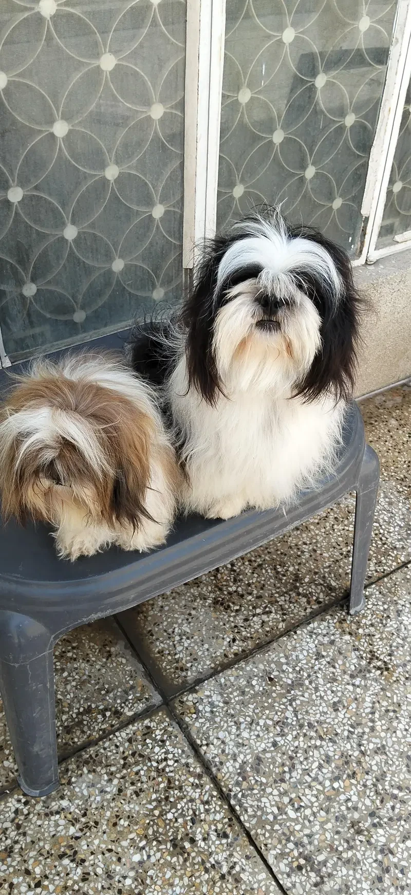 Shih Tzu puppies Pair for sale