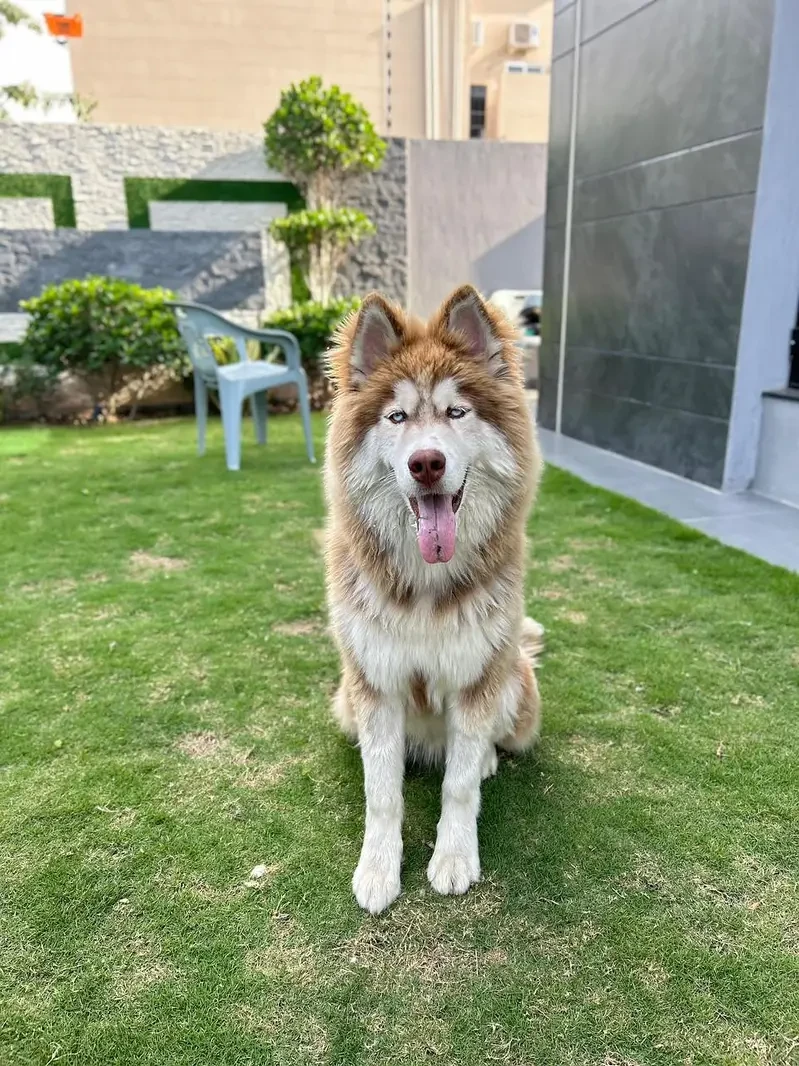 Pedigreed Siberian husky Male Puppy available