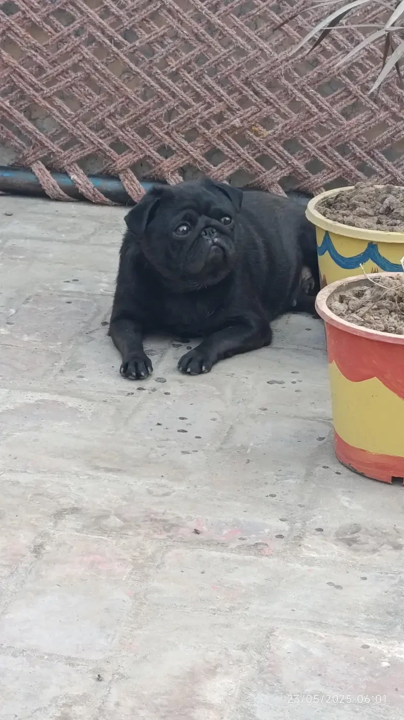 premium quality pug female for sale