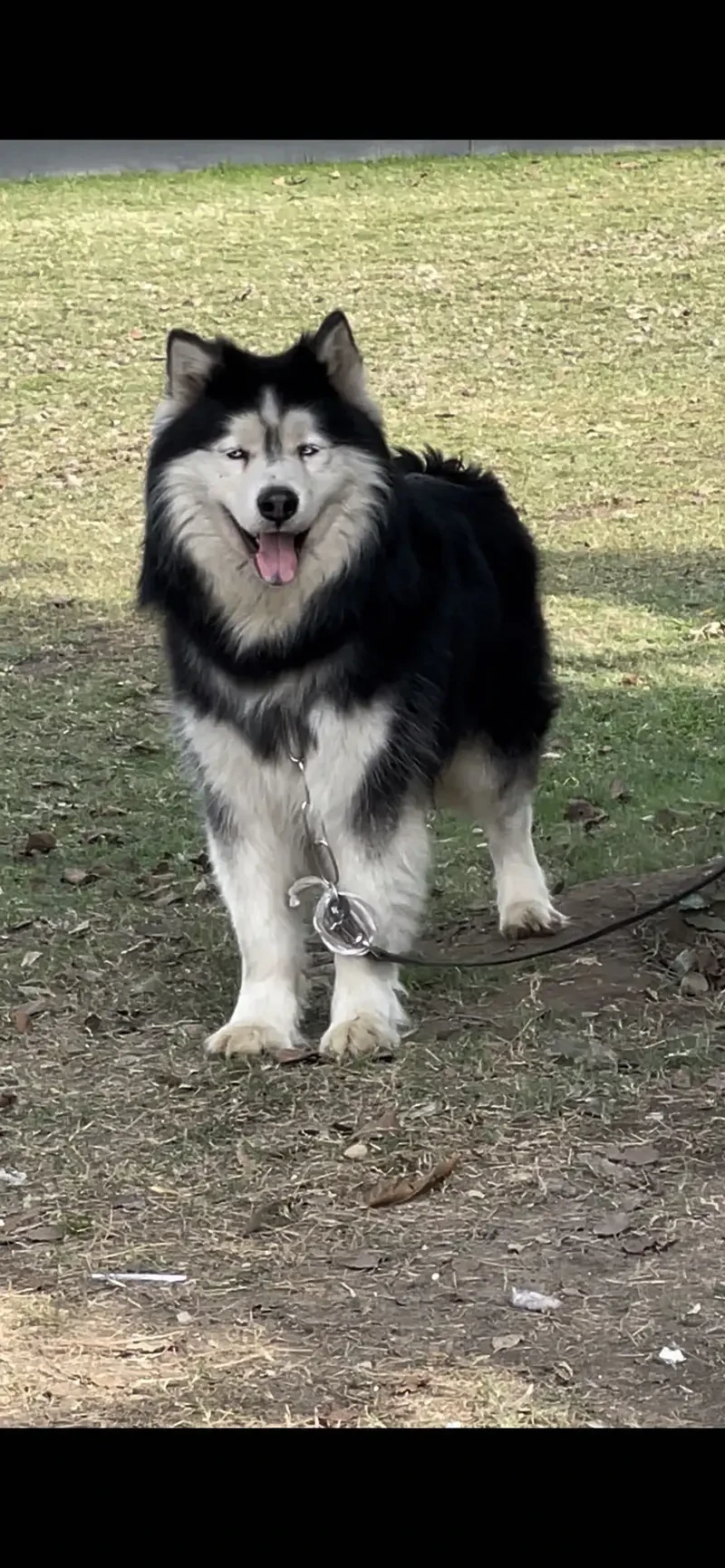 Alaskan Malamute for sale