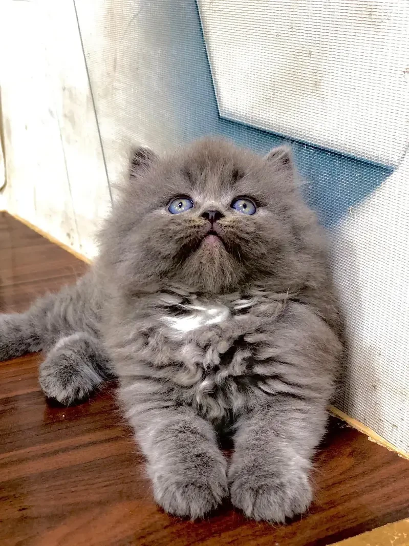 Persian kittens For sale