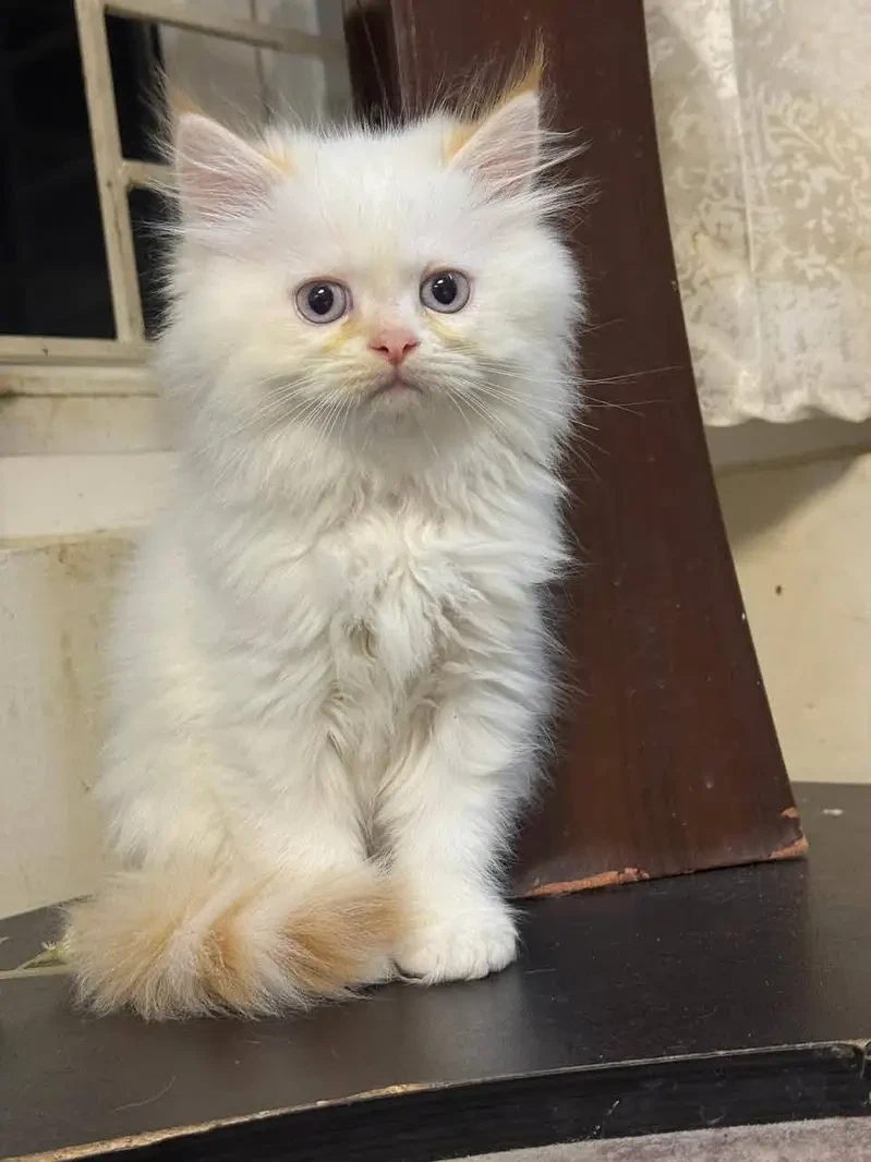 Persian kittens looking for new home