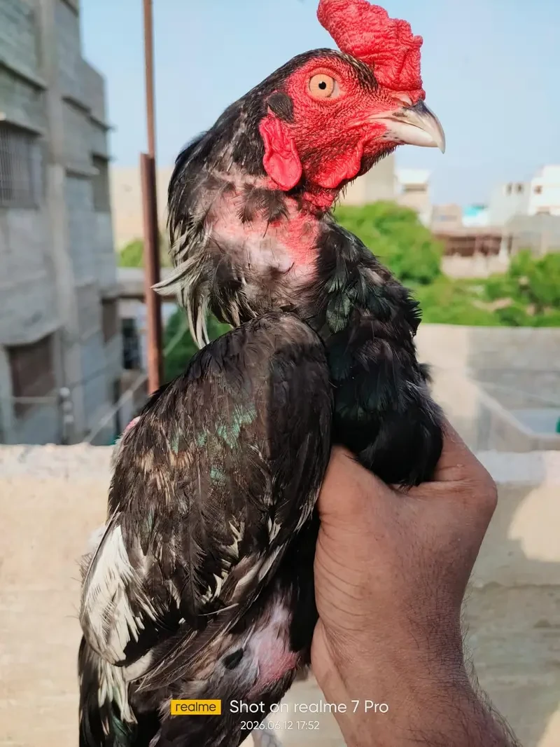 Aseel Mianwali Hens for sale in Lahore
