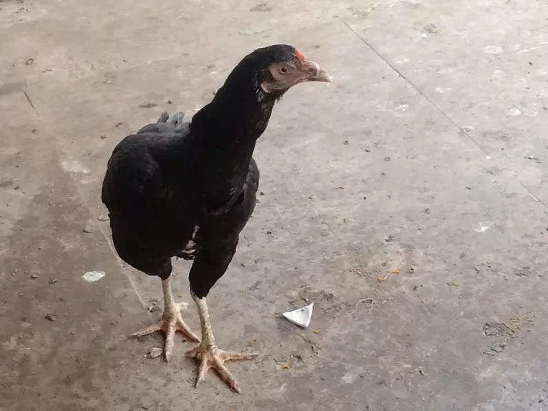 Aseel Others Hens for sale in Lahore