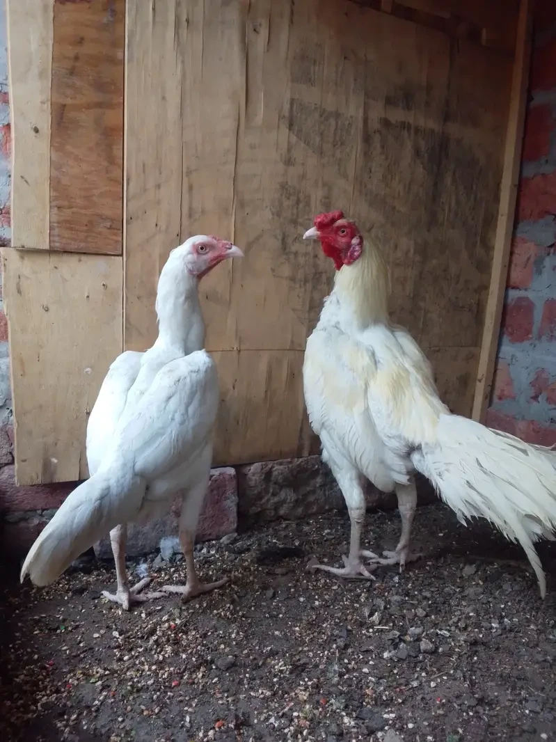 Aseel Heera Hens for sale in Lahore