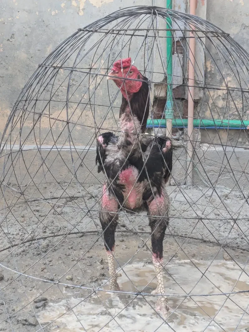 Aseel Thai Hens for sale in Lahore