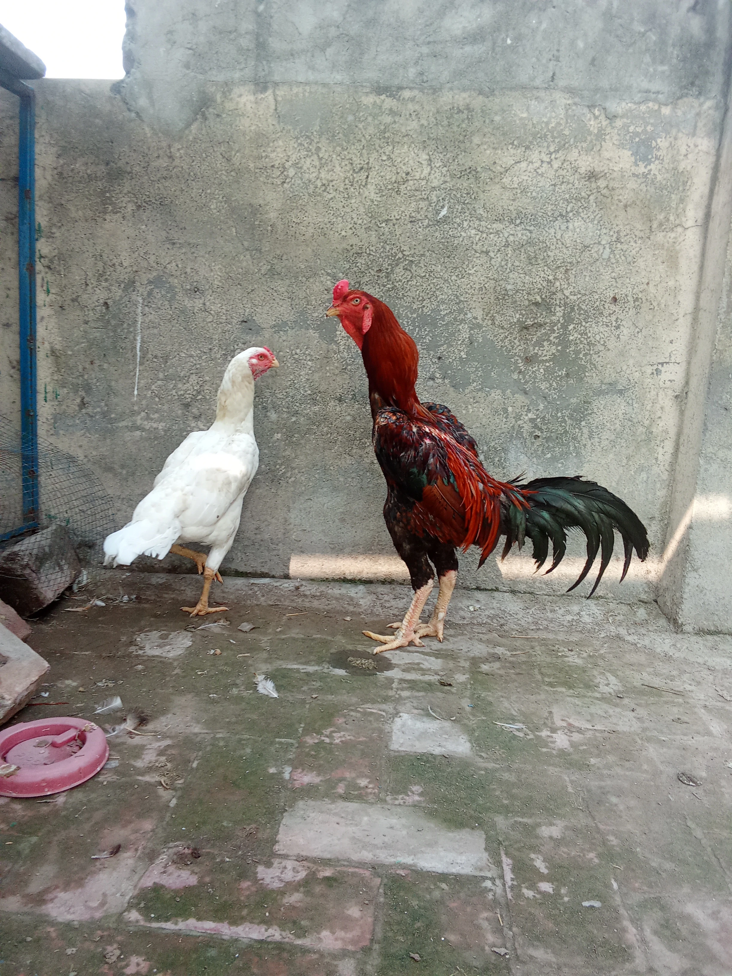 Aseel Shamo Hens for sale in Lahore