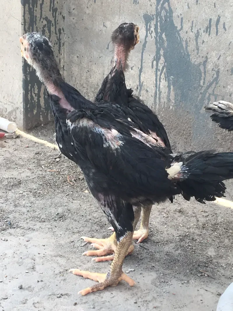 Aseel Shamo Hens for sale in Lahore
