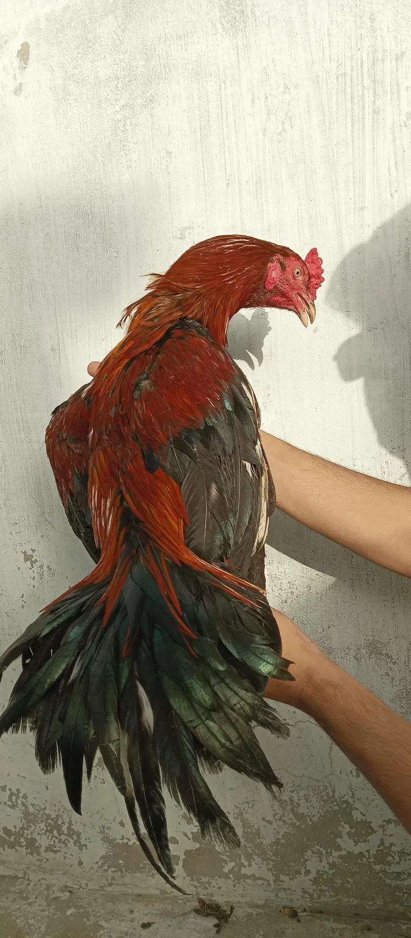 Aseel Mianwali Hens for sale in Lahore