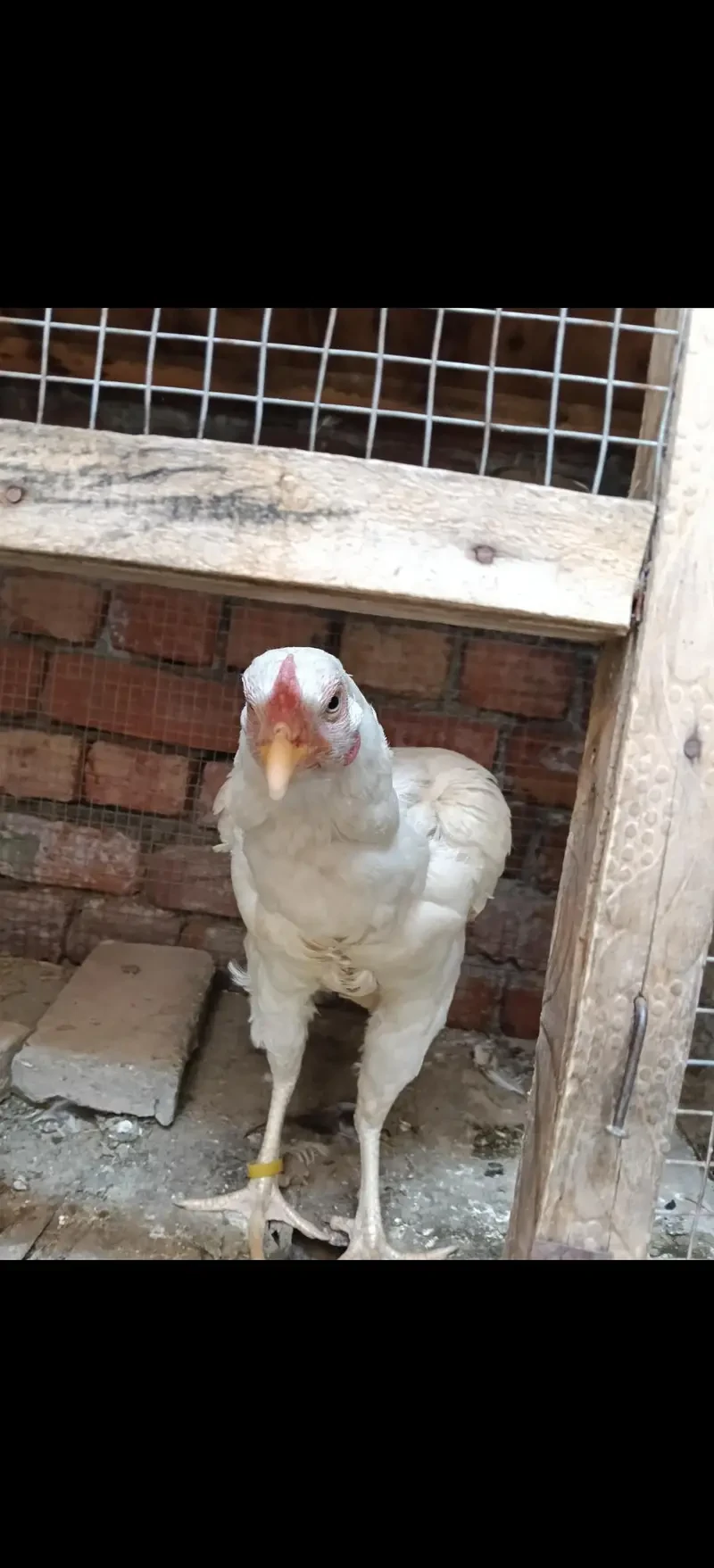 Aseel Heera Hens for sale in Lahore