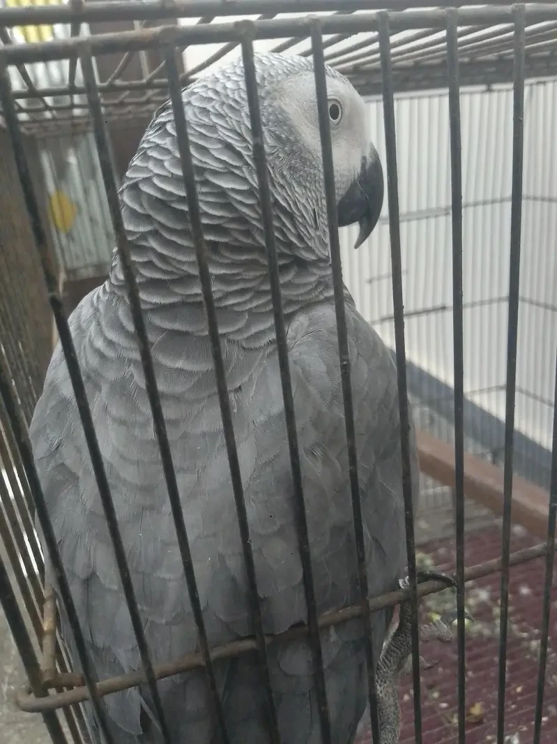 African Grey Parrot Parrots for sale in Lahore