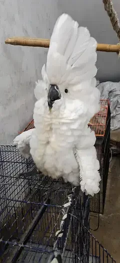 Cockatoo Parrots for sale in Lahore