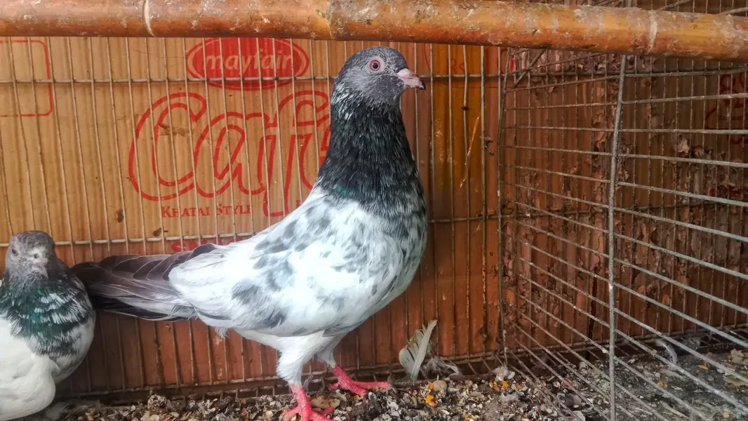 Others Birds for sale in Lahore