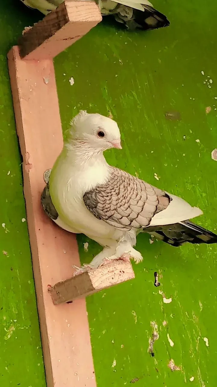 German Tie Pigeon for sale