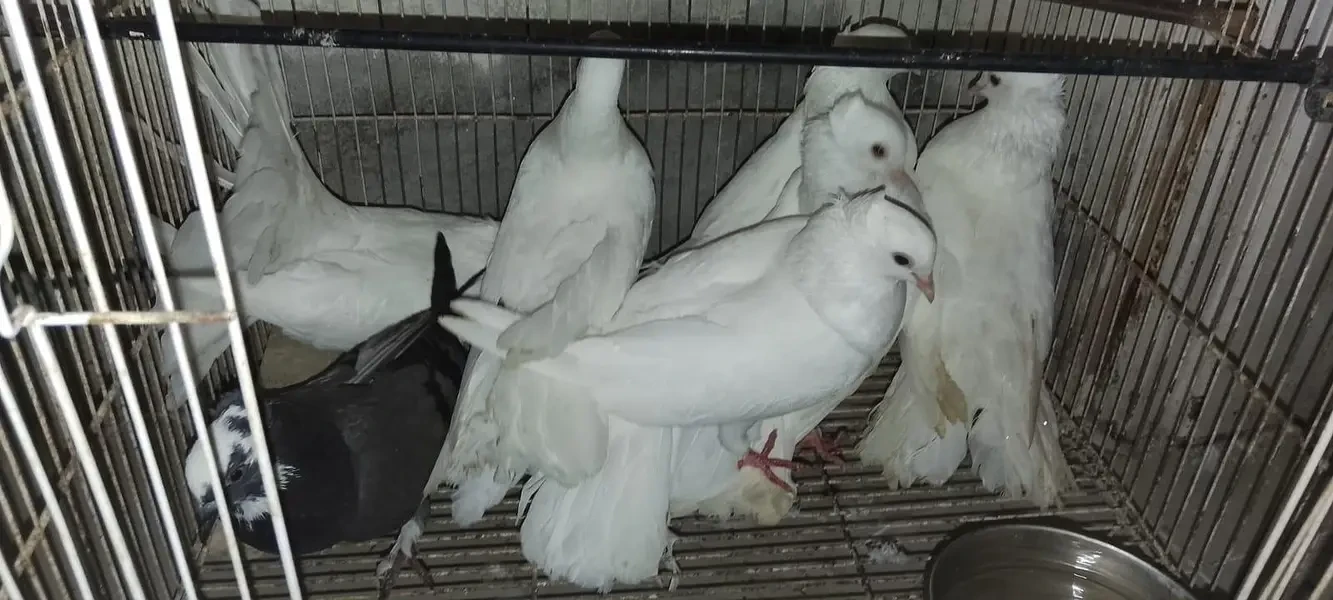 Others Birds for sale in Lahore