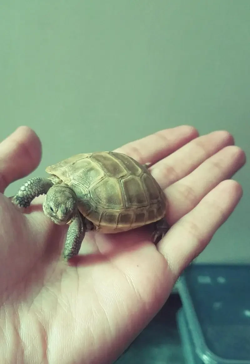 Tortoise Reptiles for sale in Lahore