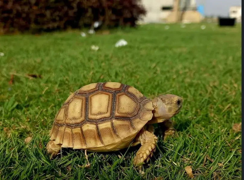 Tortoise Reptiles for sale in Lahore