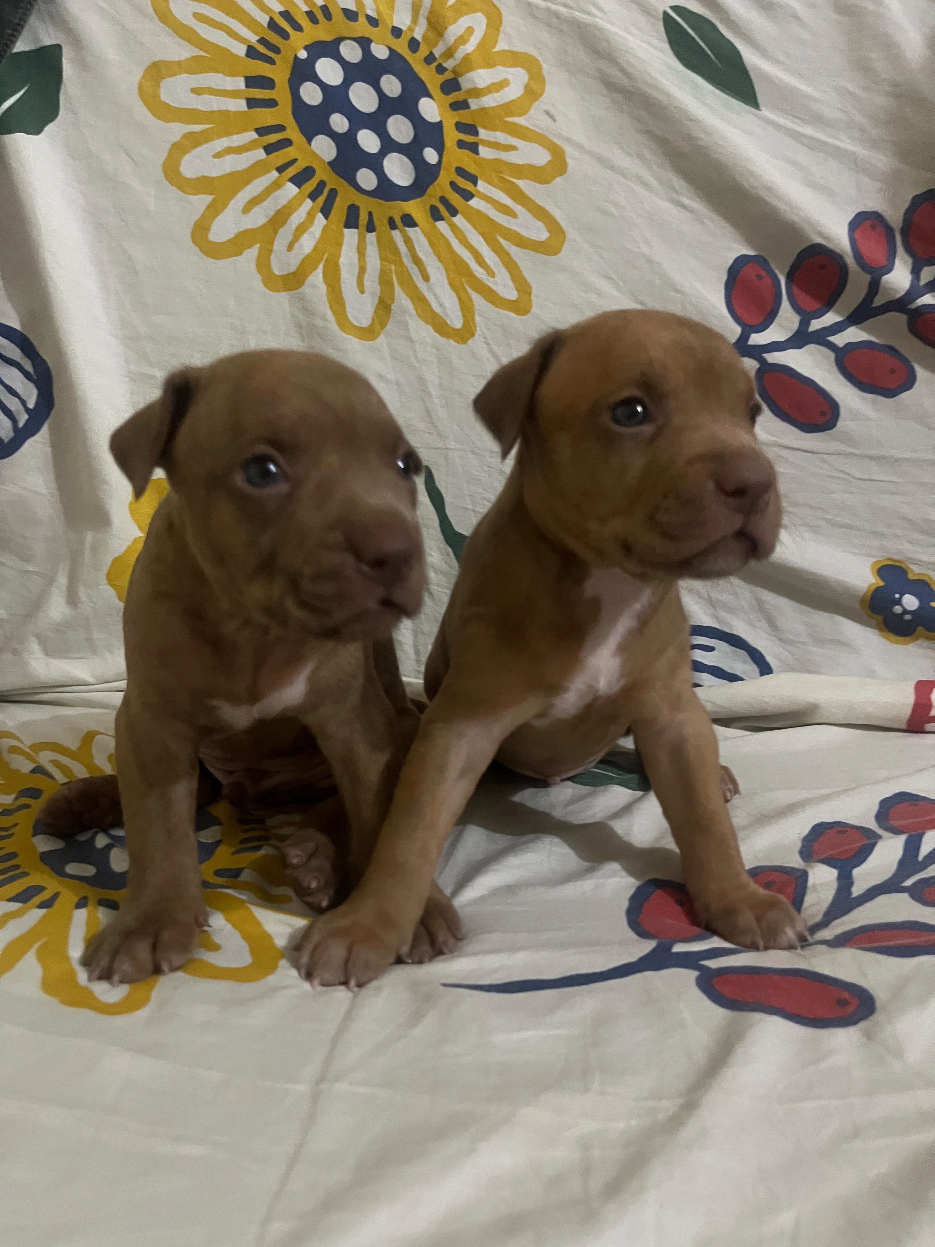 American Pitbull Dogs for sale in Lahore