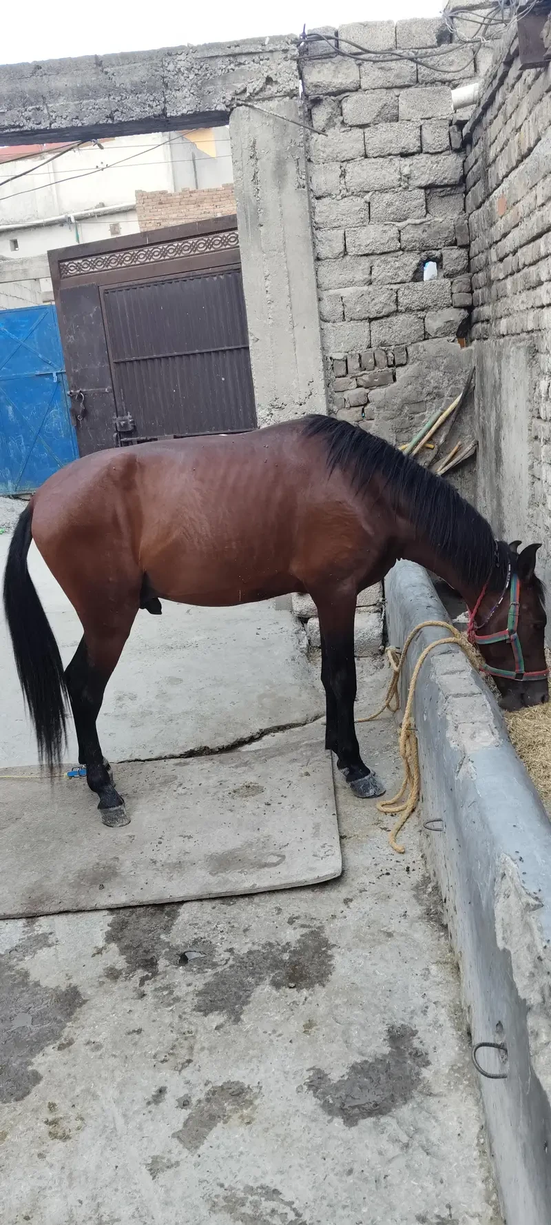 Others Horses for sale in Lahore