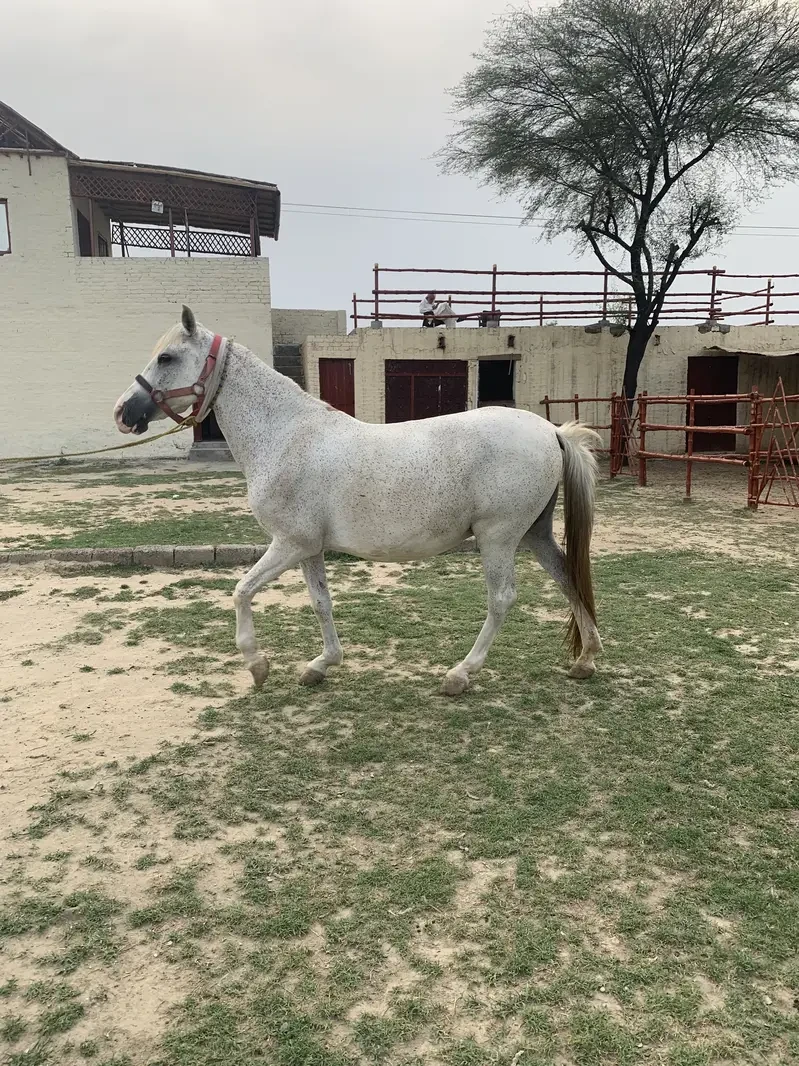 Others Horses for sale in Lahore