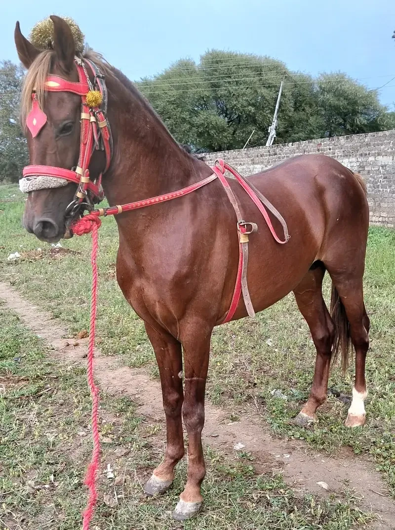 Others Horses for sale in Lahore