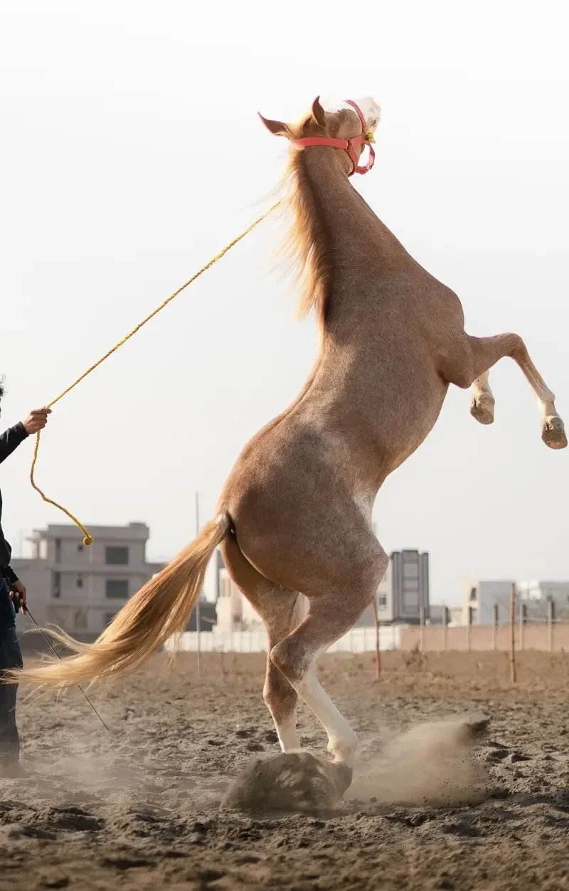 Others Horses for sale in Lahore