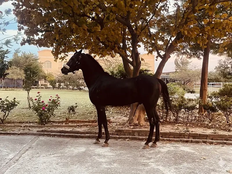 Arabian Horse Horses for sale in Lahore