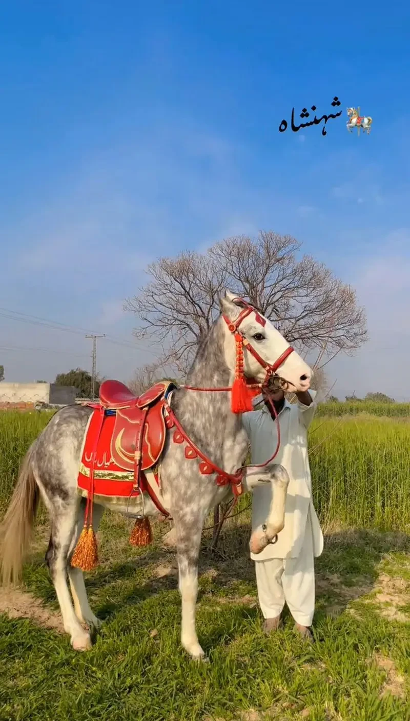 Others Horses for sale in Lahore