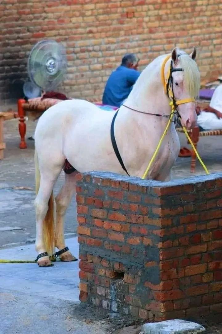 Others Horses for sale in Lahore