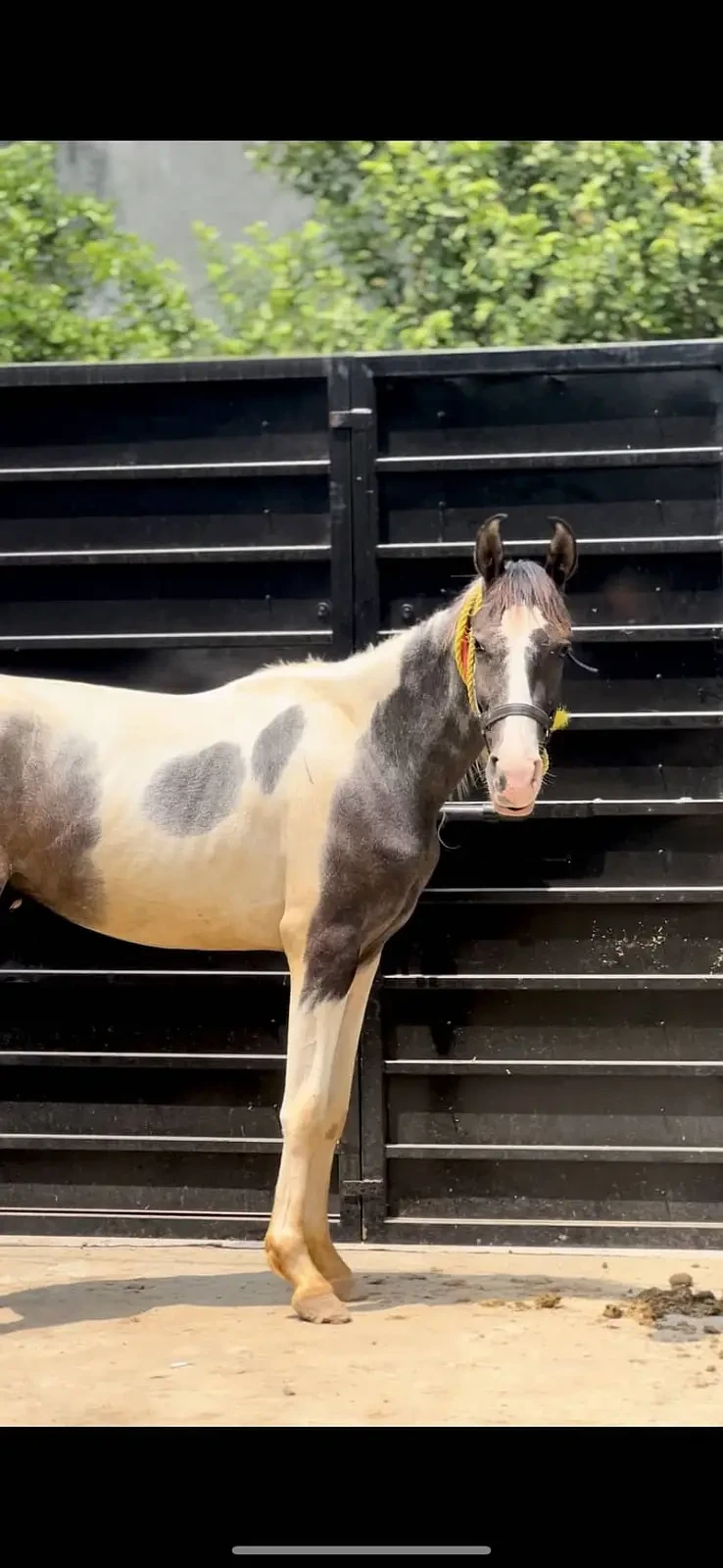Others Horses for sale in Lahore