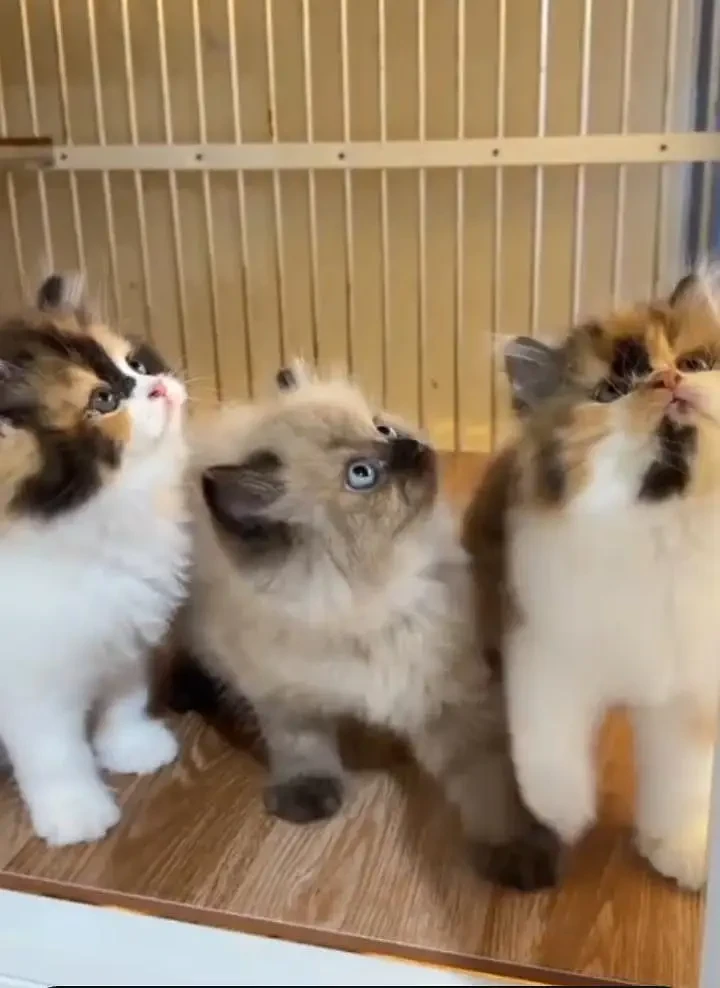 Persian Cats for sale in Lahore