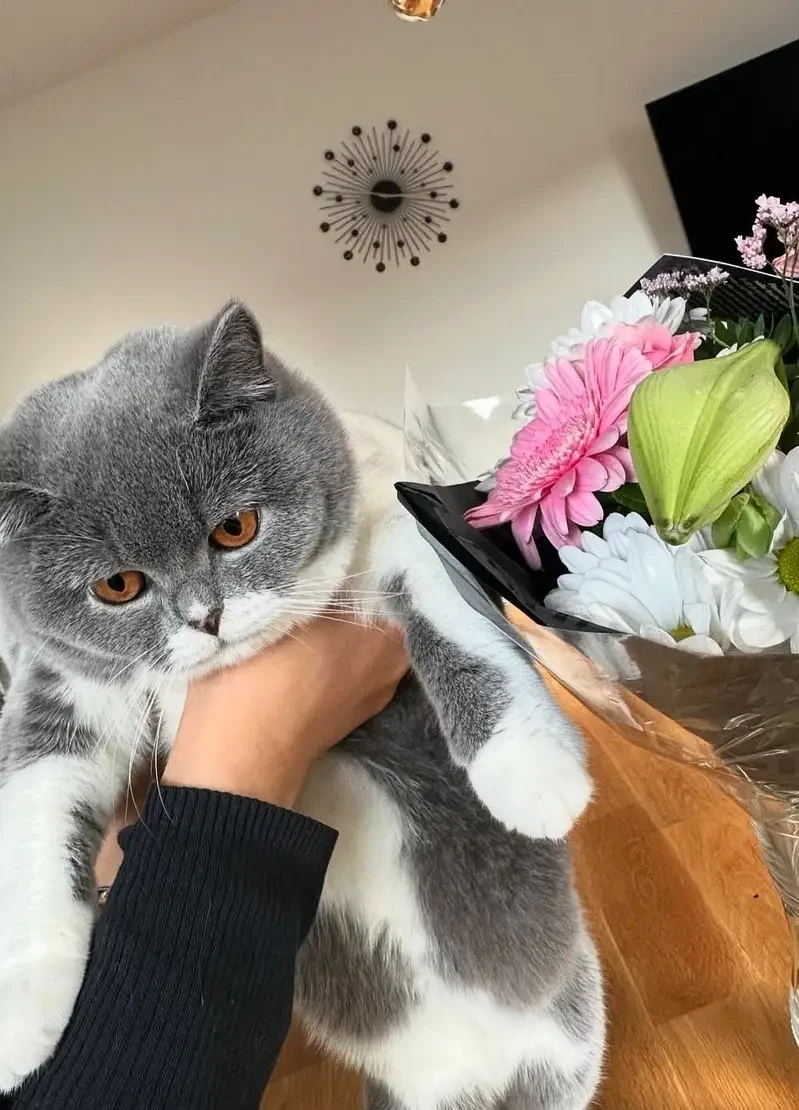 British Shorthair Cats for sale in Lahore
