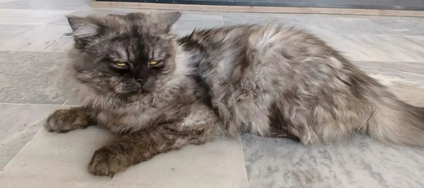 Persian Cats for sale in Lahore