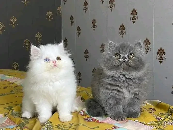 Persian Cats for sale in Lahore
