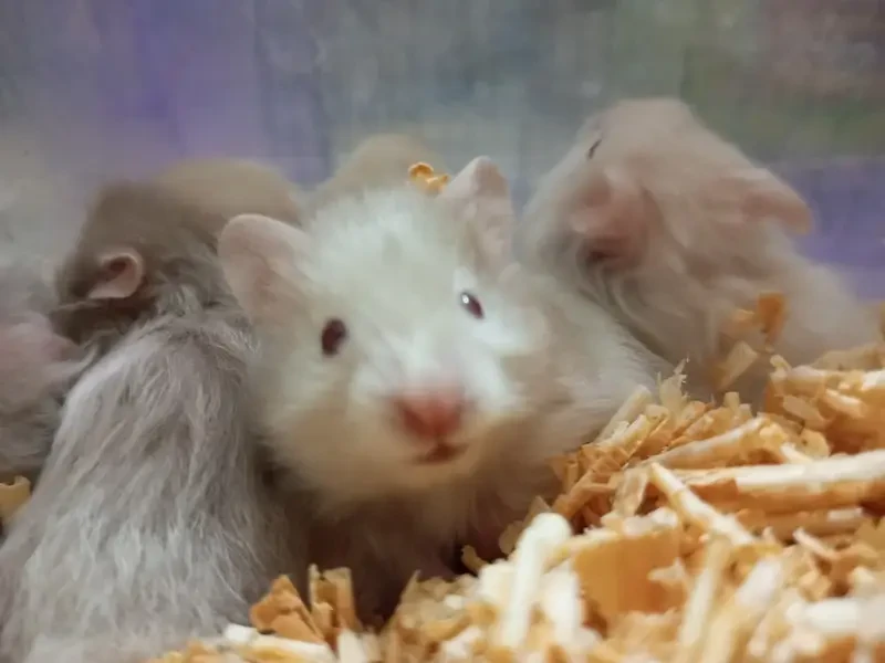 Hamster Rodents for sale in Lahore