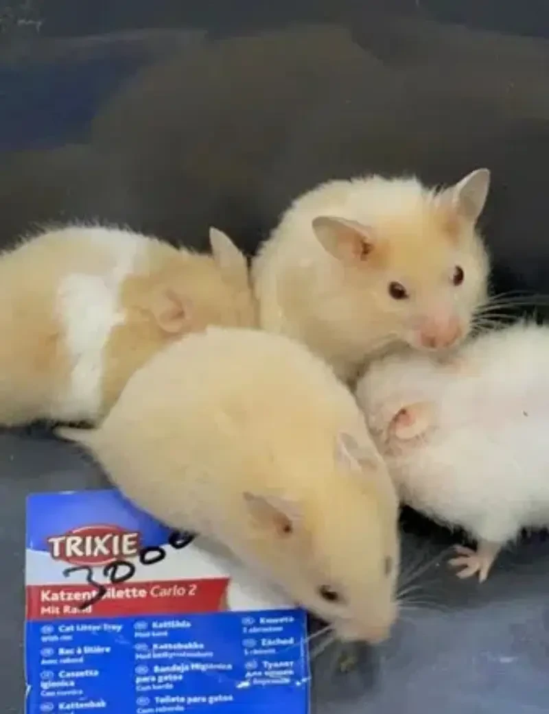 Hamster Rodents for sale in Lahore