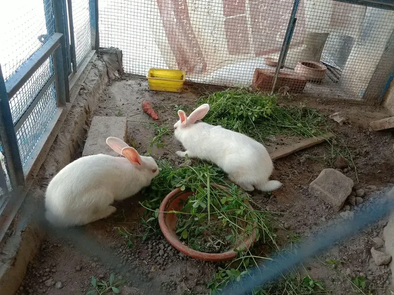 Others Rabbits for sale in Lahore
