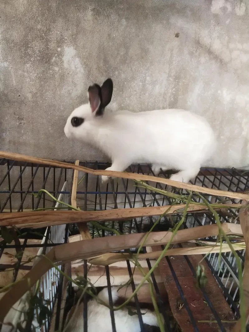 Dwarf pappilon Rabbits for sale in Lahore