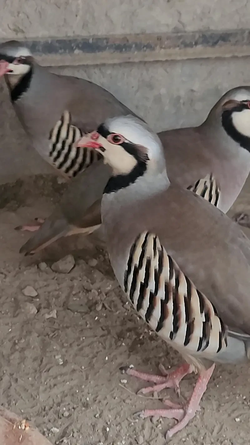 Chakoor Birds for sale in Lahore