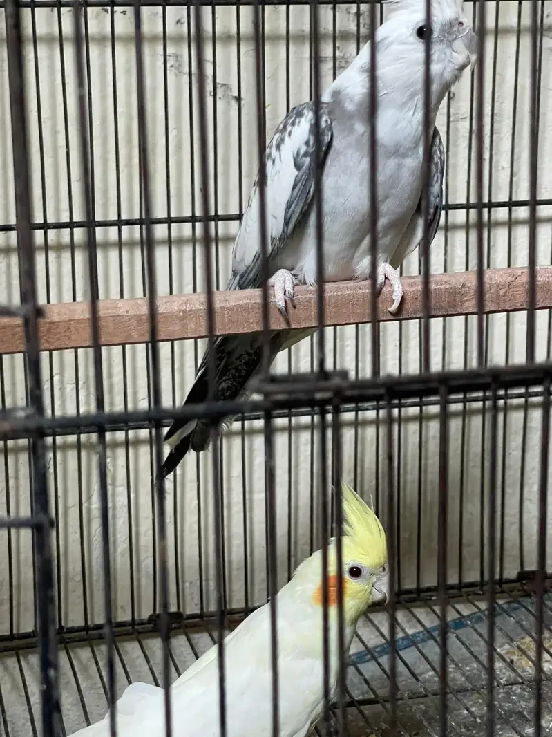 Cockatiel Parrots for sale in Lahore