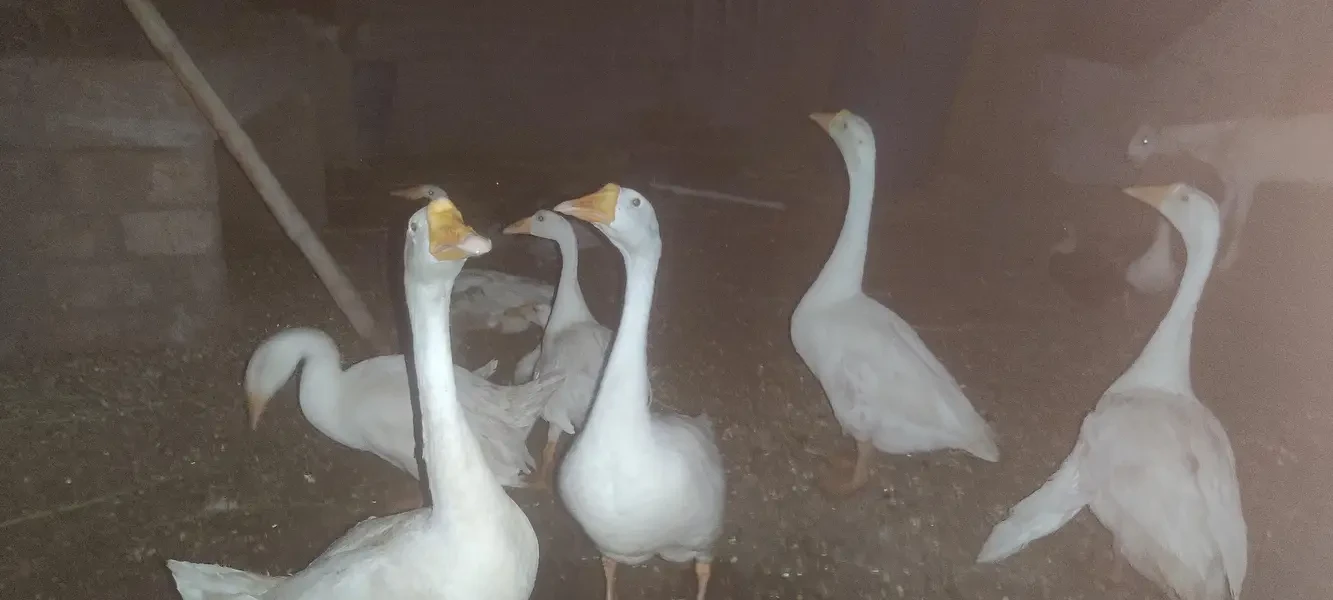 Ducks Poultry for sale in Lahore